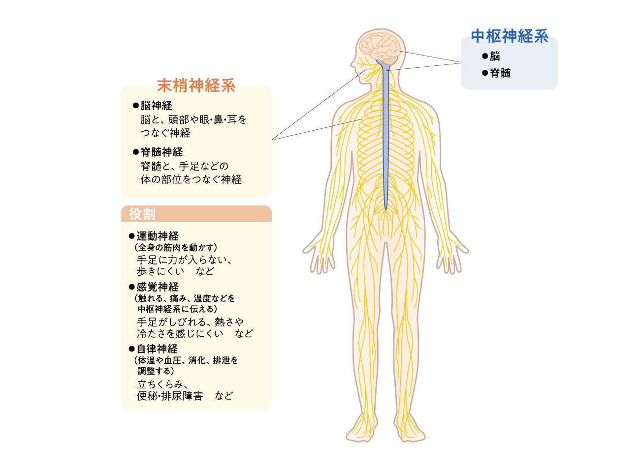 CIDPの症状の特徴
