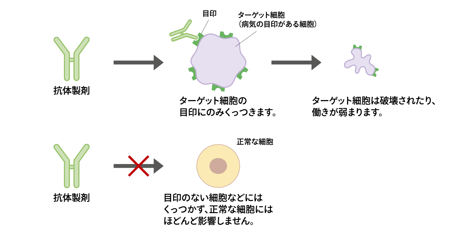 抗体製剤の一般的な働き